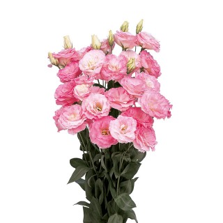 Эустома Мариачи 2 Мисти Пинк [1000 драже] - ООО «Семена Тут»