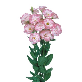 Эустома Мариачи 2 Пинк Пикоти [100 драже] - ООО «Семена Тут»