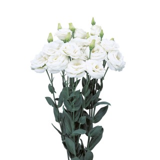 Эустома Розита 2 Вайт [100 драже] - ООО «Семена Тут»