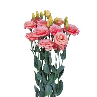 Эустома Розита 2 Эприкот [1000 драже] - ООО «Семена Тут»