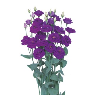 Эустома Розита 2 Сапфир [100 драже] - ООО «Семена Тут»