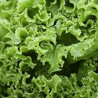 Салат Джейд - ООО «Семена Тут»