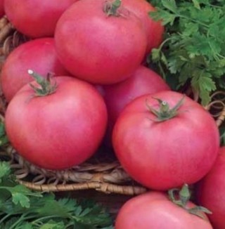 Томат Лотос - ООО «Семена Тут»