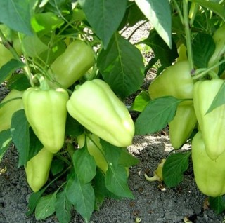 img-0: Перец Лотта F1 - ООО «Семена Тут»