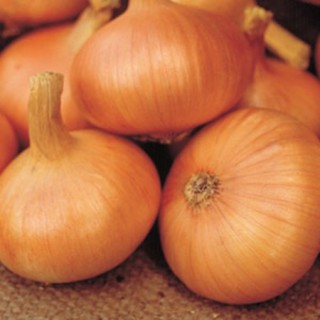 img-0: Лук репчатый Штуттгартер Ризен (инкруст. семена) - ООО «Семена Тут»