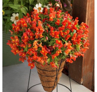 Львиный зев ампельный Кенди Шауэрс Оранж  [1000 шт] - ООО «Семена Тут»