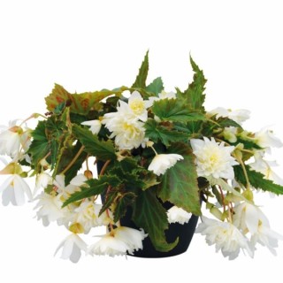 img-0: Бегония Фанки Вайт [1000 драже] - ООО «Семена Тут»