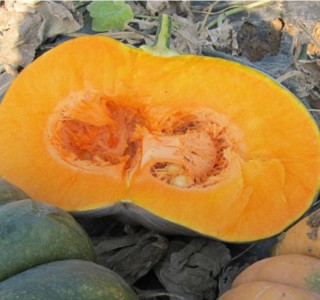 img-1: Тыква Маноск F1 - ООО «Семена Тут»