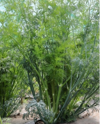 img-0: Укроп Марафон - ООО «Семена Тут»