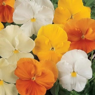 img-0: Виола крупноцветковая Матрикс Цитрус микс [1000 шт] - ООО «Семена Тут»