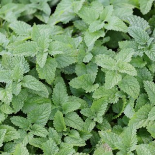 Мелисса лекарственная Махито - ООО «Семена Тут»