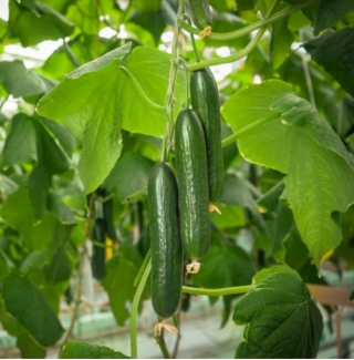 Огурец Метренг F1 - ООО «Семена Тут»