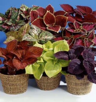 img-0: Колеус Джиант Эксибишен Микс [1000 шт] - ООО «Семена Тут»