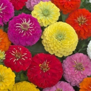 img-0: Цинния Прециоза Премиум микс [1000 шт] - ООО «Семена Тут»