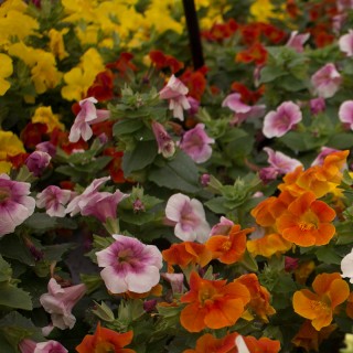 Мимулюс Мистик Микс [1000 драже] - ООО «Семена Тут»