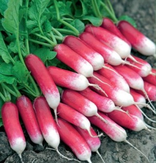 Редис Мизинчик - ООО «Семена Тут»