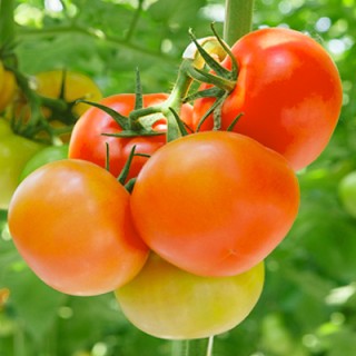 Томат Монарх F1 - ООО «Семена Тут»