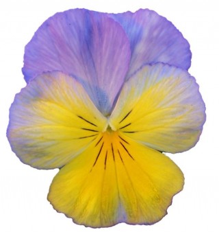 Виола крупноцветковая Ультима Морфо [1000 шт] - ООО «Семена Тут»