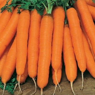 Морковь Мустанг F1 (фракция 1,6-1,8 мм) (инкруст. семена) - ООО «Семена Тут»