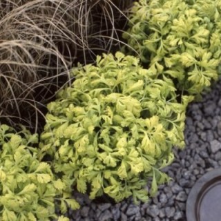 img-0: Пиретрум Голден Мосс [1000 шт] - ООО «Семена Тут»