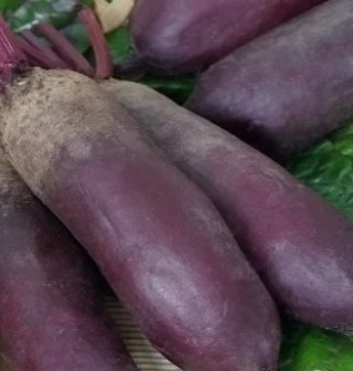 Свекла столовая Нежность - ООО «Семена Тут»