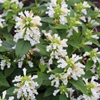 Котовник Сноу Пантер [250 шт] - ООО «Семена Тут»