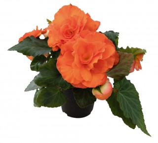 Бегония клубневая Нонстоп Сансет [1000 драже] - ООО «Семена Тут»