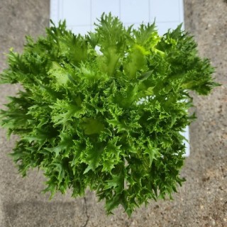 img-0: Салат Нордис - ООО «Семена Тут»