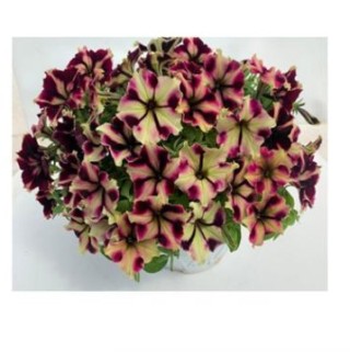 img-0: Петуния мультифлора Романтика Норма [1000 драже] - ООО «Семена Тут»