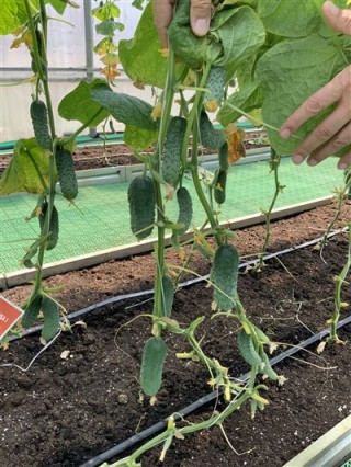 img-1: Огурец Паратунка F1 - ООО «Семена Тут»