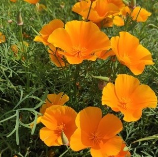 img-0: Эшшольция Оранжевый шёлк - ООО «Семена Тут»