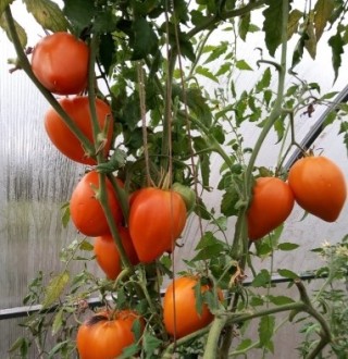 Томат Оранжевое сердце - ООО «Семена Тут»