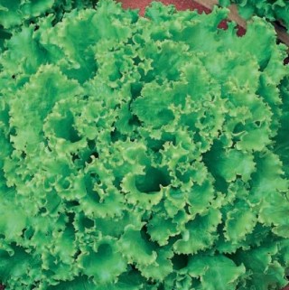 img-0: Салат Орфей - ООО «Семена Тут»