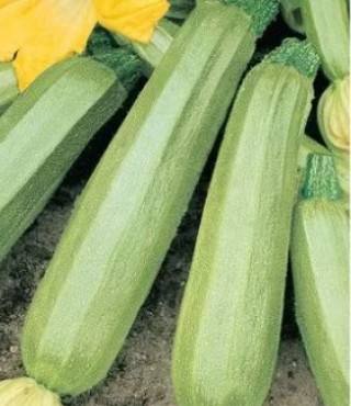 Кабачок Отличник F1 - ООО «Семена Тут»