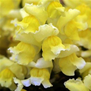 img-0: Львиный зев Снэпшот Еллоу [1000 шт] - ООО «Семена Тут»