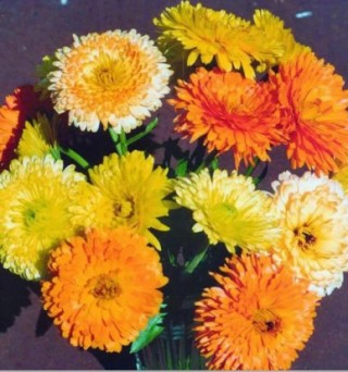 Календула пацифик Бьюти Смесь сортов - ООО «Семена Тут»