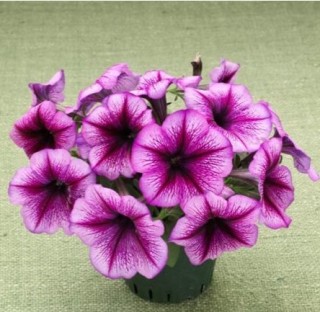 img-2: Петуния гибридная Трилоджи Пурпл Вейн [1000 драже] - ООО «Семена Тут»