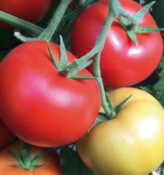 Томат Партова F1 - ООО «Семена Тут»