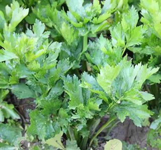 Сельдерей Парус листовой - ООО «Семена Тут»