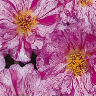 img-1: Портулак Сандайл F1 Пепперминт [250 м/драже] - ООО «Семена Тут»