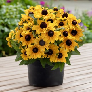 img-0: Рудбекия Тейблмейт Голд [1000 шт] - ООО «Семена Тут»