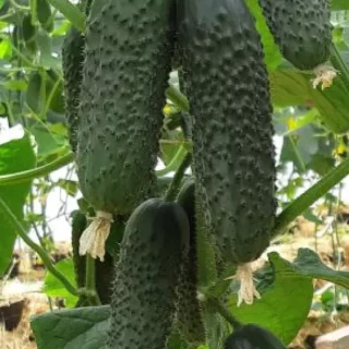 img-0: Огурец Пикскор F1 - ООО «Семена Тут»