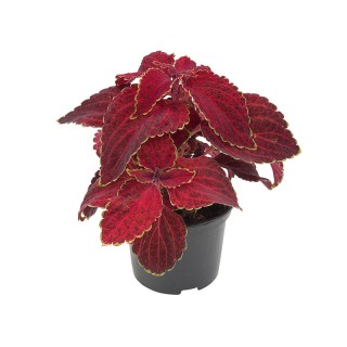 img-1: Колеус Файрвей Ред Вельвет [1000 шт]* - ООО «Семена Тут»