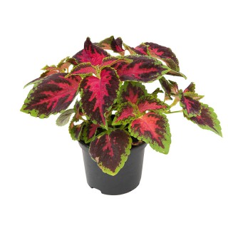 img-1: Колеус Файрвей Роуз [1000 шт]* - ООО «Семена Тут»