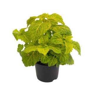 img-0: Колеус Файрвей Еллоу [1000 шт] - ООО «Семена Тут»