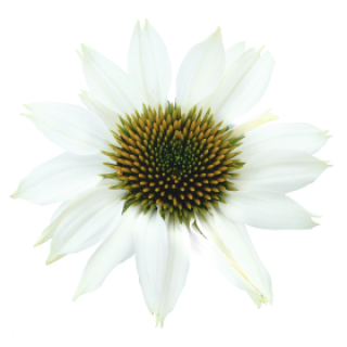 img-2: Эхинацея Поллинейшн Вайт [1000 шт] - ООО «Семена Тут»