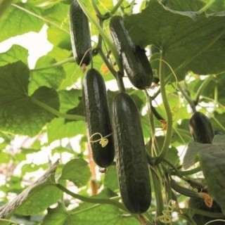 img-0: Огурец Прадо F1 - ООО «Семена Тут»