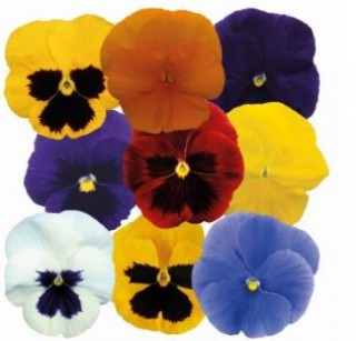 Виола крупноцветковая Премьер Отем Микс [1000 шт] - ООО «Семена Тут»