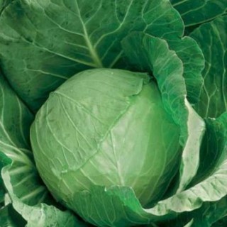 Капуста белокочанная Премьер - ООО «Семена Тут»