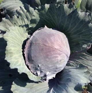 img-0: Капуста краснокочанная Претино F1 - ООО «Семена Тут»